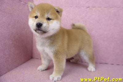 02/06赤色柴犬母幼犬3號(高雄左營)11