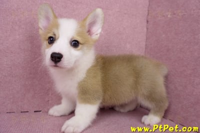 05/27雙色柯基犬公幼犬1號(台北大安)10