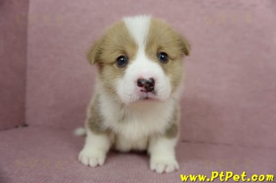 04/13雙色柯基犬公幼犬1號(高雄美濃)3