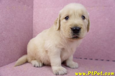 07/18黃金獵犬公幼犬2號(高雄鳳山)4