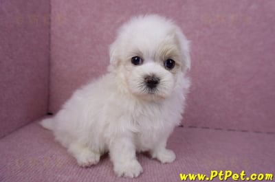 09/27馬爾泰迪公幼犬(新北三重)6