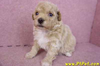 09/23泰迪比熊母幼犬2號(屏東里港)6