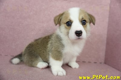 04/28雙色柯基犬公幼犬1號(桃園中壢)7