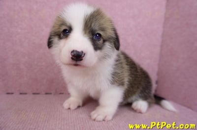 08/29雙色柯基犬母幼犬1號5