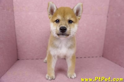 06/09赤色柴犬公幼犬1號(桃園)4