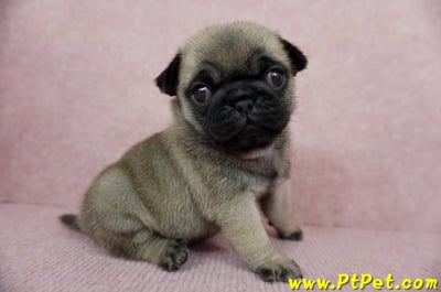 04/02巴哥母幼犬3號(新北林口)3