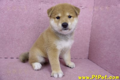 05/07赤色柴犬公幼犬4