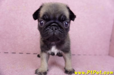 09/08巴哥公幼犬1號(新北樹林)1