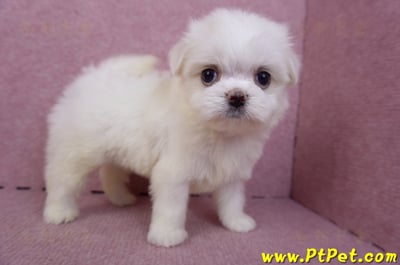 09/21馬爾濟斯公幼犬(高雄左營)6