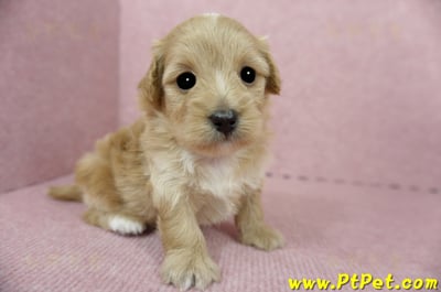 05/05奶油色馬爾泰迪母幼犬1號(新北三重)3