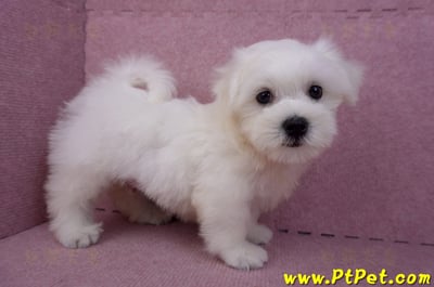 07/26迷你型馬爾濟斯 I 公幼犬(台中東區)3