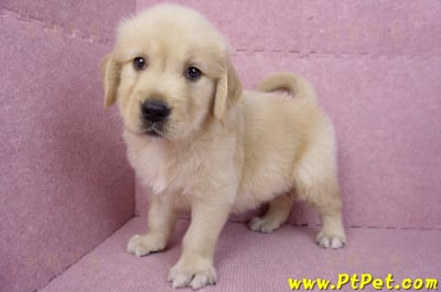 07/18黃金獵犬公幼犬5號(桃園龜山)10