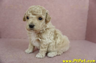 03/12泰迪比熊母幼犬4號(新北淡水)5