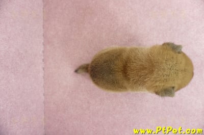 05/11赤色柴犬母幼犬2號(台南南區)7