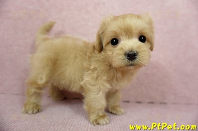 01/15奶油色馬爾泰迪 II 公幼犬(台中西屯)6