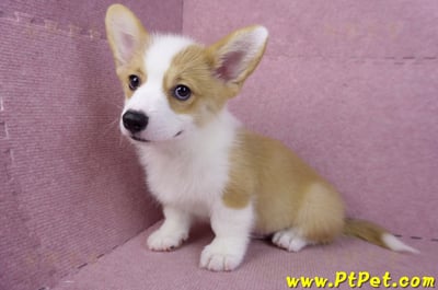 08/05雙色柯基犬公幼犬(新北新店)10