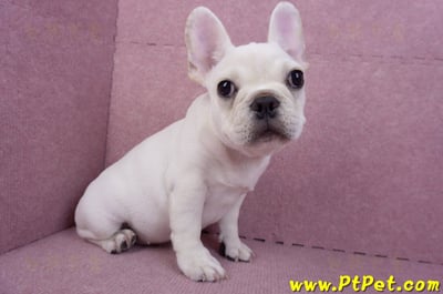 07/25奶油色法國鬥牛母幼犬(ASHTON, MD, USA)6