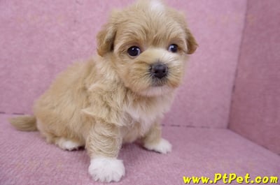 08/06奶油色馬爾泰迪母幼犬1號(桃園新屋)5