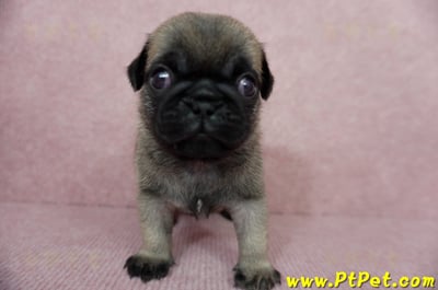 04/02巴哥公幼犬4號(新北樹林)1