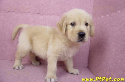 07/18黃金獵犬公幼犬5號(桃園龜山)4