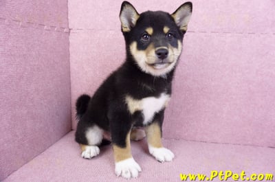 11/08黑色柴犬公幼犬(桃園蘆竹)3