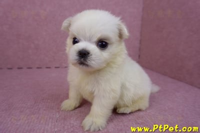 03/20馬爾濟斯公幼犬2號5