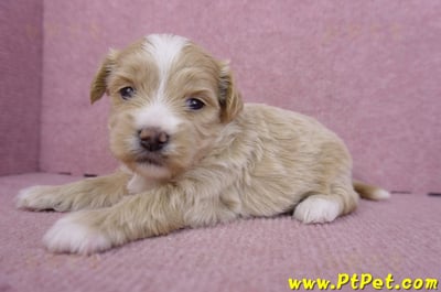 01/30馬爾泰迪公幼犬2號5