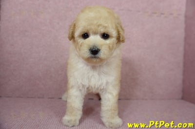 11/26迷你型奶油貴賓母幼犬(台東市)2