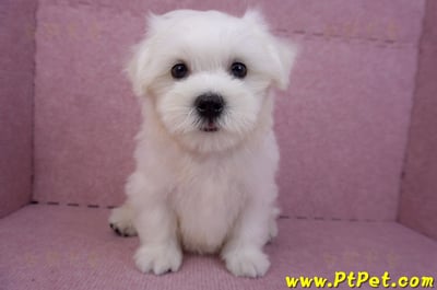 07/26迷你型馬爾濟斯 I 公幼犬(台中東區)1