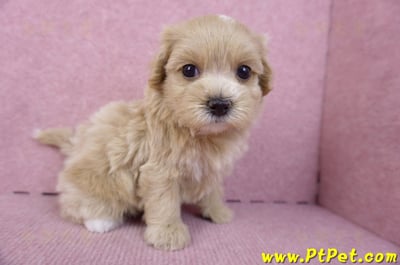 10/18馬爾泰迪母幼犬2號(南投竹山)6