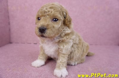 04/01泰迪比熊母幼犬1號6