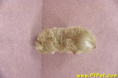 05/05奶油色馬爾泰迪公幼犬5號(屏東麟洛)11