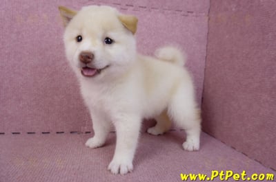 09/21白色柴犬母幼犬(高雄鳳山)9