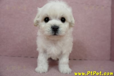 01/10奶白色馬爾泰迪公幼犬3號(屏東萬丹)7