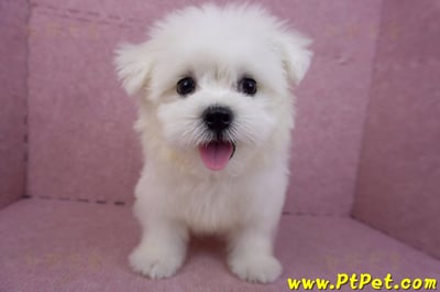 03/20馬爾濟斯公幼犬1