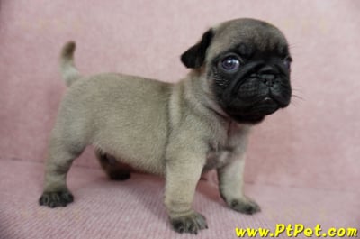 04/02巴哥公幼犬2號(台中外埔)3