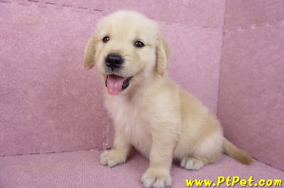 07/18黃金獵犬母幼犬(嘉義)11