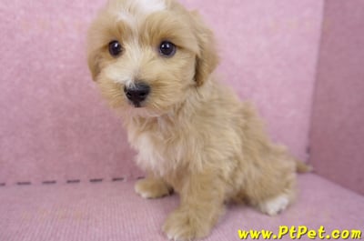 06/25馬爾泰迪公幼犬7
