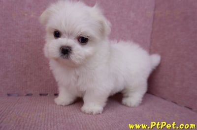 06/26迷你型馬爾濟斯公幼犬1號(台北南港)1