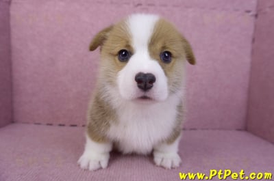 11/30雙色柯基犬公幼犬1號(屏東萬丹)2