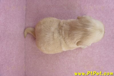 03/12黃金獵犬母幼犬2號7