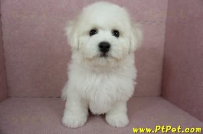 12/01比熊犬公幼犬(屏東市)5