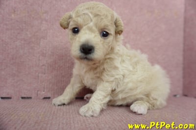 06/04泰迪比熊母幼犬(屏東市)5