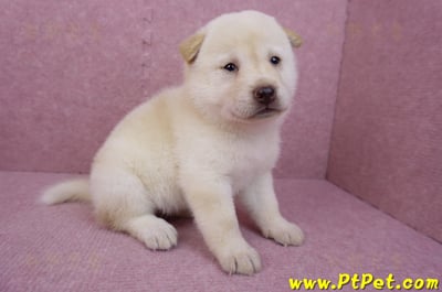 05/24白色柴犬母幼犬1號3
