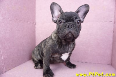 09/18虎斑色法國鬥牛母幼犬(屏東長治)5