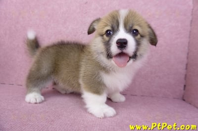 03/14雙色柯基犬母幼犬(新竹市)10