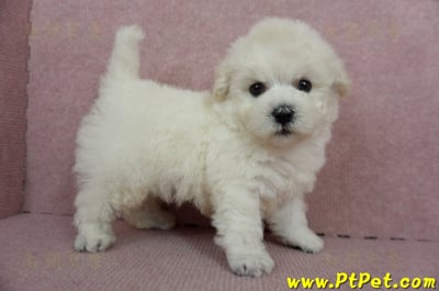 01/13泰迪比熊公幼犬(桃園市)7