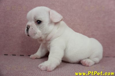 04/18奶白色法國鬥牛公幼犬(新北板橋)8