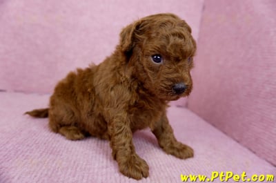 01/26紅貴賓母幼犬(雲林虎尾)5