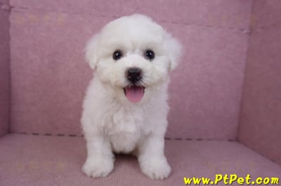 02/14比熊犬母幼犬4